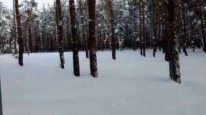 Россошь. Воронежская область. Зимой в Каяловом Бору Зимняя сказка 2