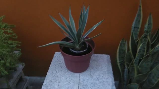 sansevieria | agave angustifolia смотреть онлайн