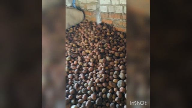 12.10.23.Перебираю картошку. смотреть онлайн