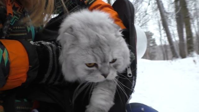 ЭКСТРЕМАЛЬНЫЙ ПОЛ ЭТО ЛАВА В ЛЕСУ ЧЕЛЛЕНДЖ С КОТОМ И СОБАКОЙ смотреть онлайн