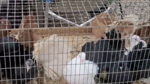 Сельские голуби. Птичий рынок город Пятигорск с 4 09 2022 года