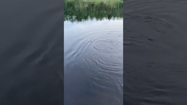 Старый воин-мудрый воин. Ловля атлантического лосося. Мастер-класс от дяди Миши)) смотреть онлайн