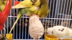 КАК ПРАВИЛЬНО УХАЖИВАТЬ ЗА ВОЛНИСТЫМИ ПОПУГАЯМИ !