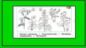 Окружающий мир 2 класс рабочая тетрадь. Какие бывают растения. Все задания