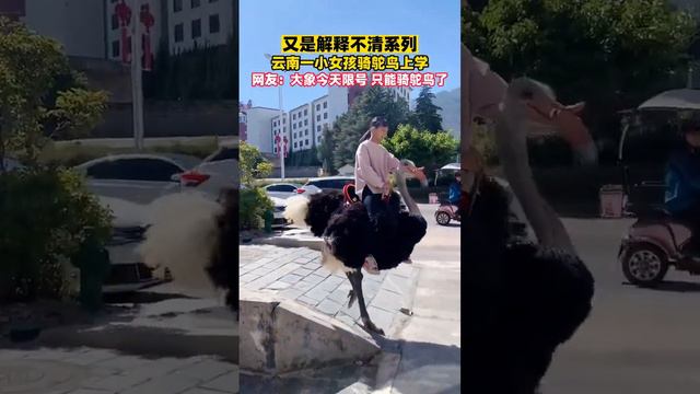 A girl rides an ostrich to school｜云南一女孩骑鸵鸟上学