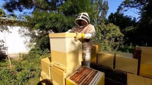 Делаю отводки без поиска матки! ОЧЕНЬ БЫСТРО!