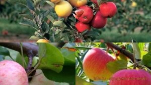 Яблоня обыкновенная Грушовка Московская - Медуница ? обзор: как сажать, саженцы яблони