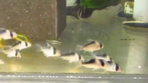 Corydoras neon orange laser and corydoras duplicareus