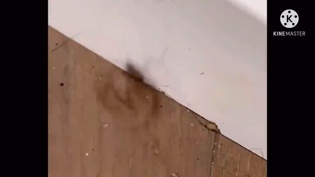 Паучий брейк-данс смотреть онлайн