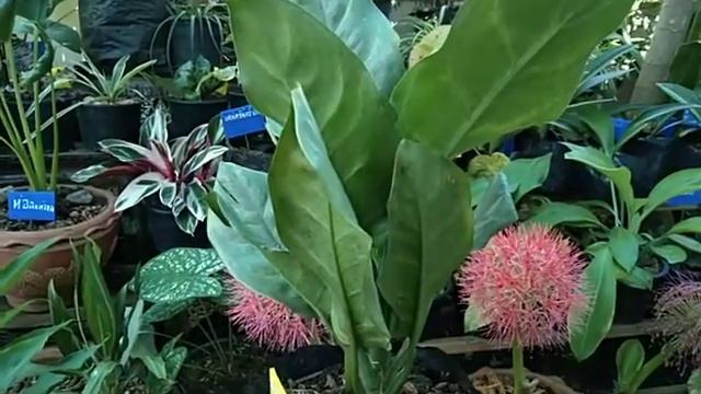 ต้นเงินเต็นบ้าน ไม้มงคลกำลังจะเพิ่มสมาชิกใหม่ครับท่านผู้ชม (ในวีดีโอพูดชื้อต้นไม้ผิดขออภัยครับ) смотреть онлайн