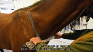 Значение хомута в управлении лошадью