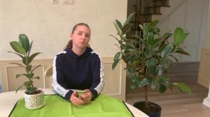 №16. Фикус эластика. 6 месяцев после обрезки.