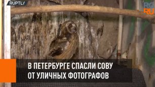 В Петербурге спасли сову от уличных фотографов