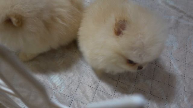 Самые маленькие собаки. Померанский шпиц. смотреть онлайн