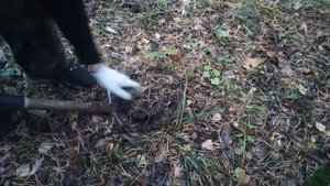 Деревня СССР. Что можно найти в лесу около деревни?