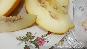 Первая дыня 'Алтайская'на 23 июля в Сибири.