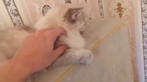 Как правильно чесать кошку (Невская Маскарадная)