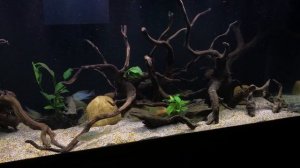 Amazon aquarium • Great Geophagus