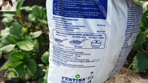 Первая подкормка клубники ранней весной после зимы
