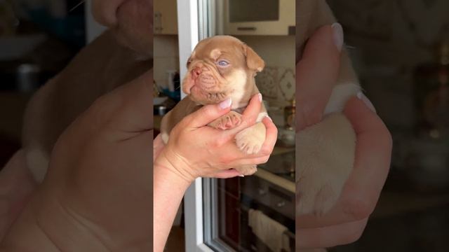 Французский бульдог щенок. french bulldog puppy. Доступен / For $ale📩 #frenchbulldogpuppies