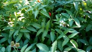 Розолистная малина,Мяо-Мяо,малина клубника