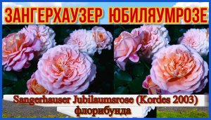 Роза Зангерхаузер Юбиляумрозе (Флорибунда) - Sangerhauser Jubilaumsrose (Kordes 2003)