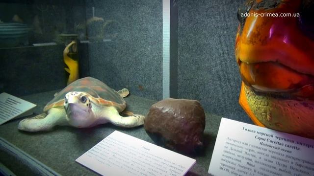 Аквариум в Севастополе смотреть онлайн