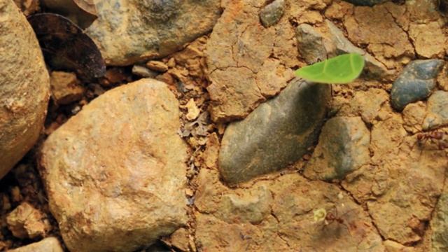 Муравей бульдог (Myrmecia). Муравей убийца смотреть онлайн