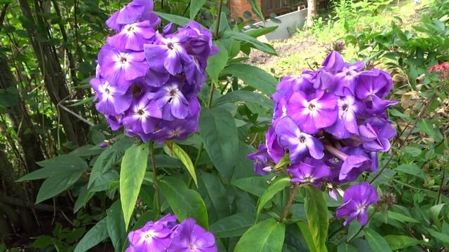 ФЛОКС метельчатый Пижон - Е.А. Константинова, 2010 г. смотреть онлайн