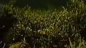 'Red and brown algae' / 'Красные и бурые водоросли'