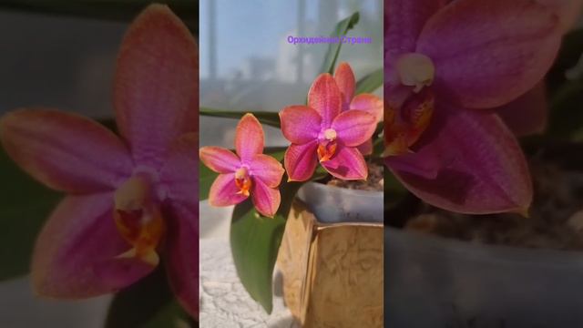 Неоновая орхидея P. Mituo Sun Queen 'Lotos' Ура! Сильный аромат #MITUO #ORCHID #орхидеи #фаленопсис