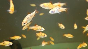 Приехала новая аквариумная рыбка. Распаковка