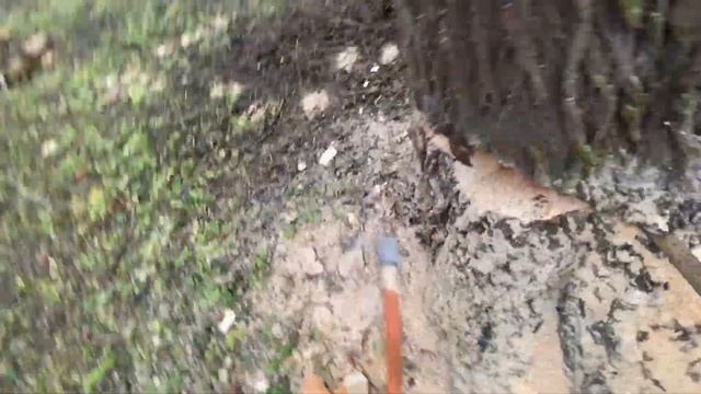 Пилим дрова в лесу Штиль-180 Большая ракита STIHL-180