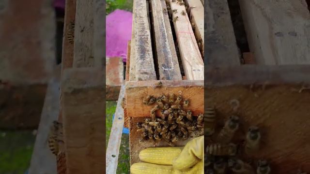 #apisceranaindica #mandihp #beekeeping #himachalpradesh #honeybee #swarm #shortvideo #nareshkumar