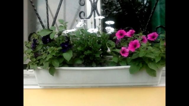 СУРФИНИЯ, ПЕТУНИЯ - КОРОЛЕВА САДА! ЦВЕТЕНИЕ В САДУ! SURFINIYA, petunias - QUEEN GARDEN смотреть онлайн