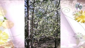 Свободное фото