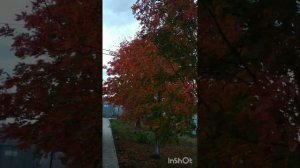 хэерле кич дусларым!