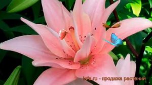 Лилия азиатская махровая Элоди (lilium) ? лилия Элоди обзор: как сажать луковицы лилии Элоди
