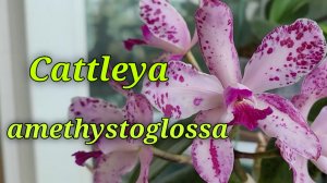 Cattleya amethystoglossa.