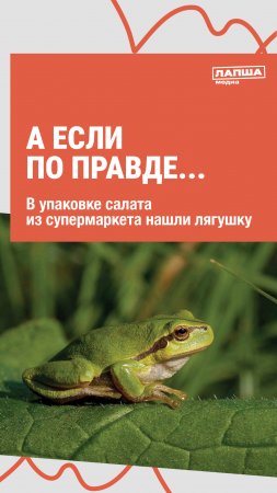 В УПАКОВКЕ САЛАТА НАШЛИ ЛЯГЯШКА I ЛЯГУШКА В САЛАТЕ ИЗ МАГАЗИНА