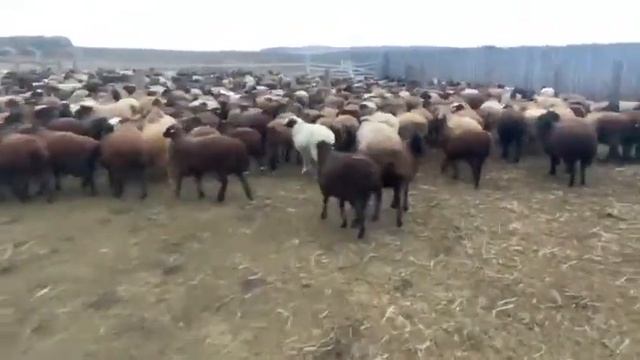 МРС содержание баранов. смотреть онлайн