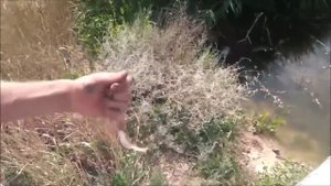 Рыбалка на мелких пеленгасов на попла попперы! Как ловить пеленгаса на ультралайт!