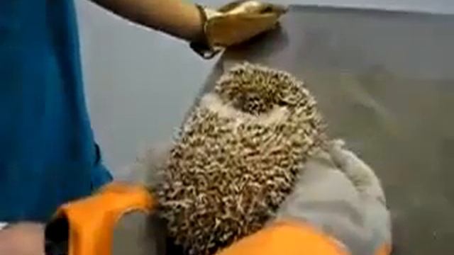 как орут ежики смотреть онлайн