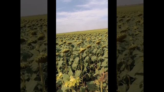 Экселент ДНР Старобешево