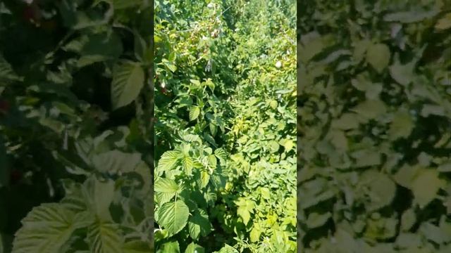 Малина Феномен. 24.06.23. смотреть онлайн