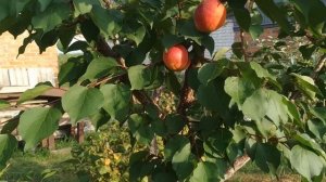 Абрикос Киевский красень / Обзор