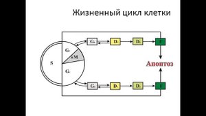 Ядро клетки. Деление клетки