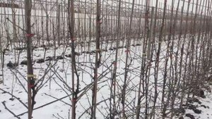 Польша. Опыт выращивания смородины и крыжовника на шпалере.