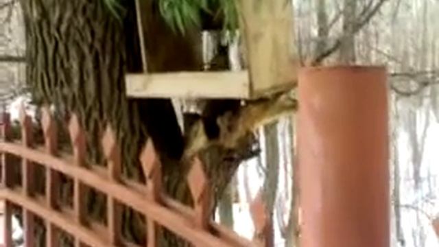 Рассказы о животных. Белка смотреть онлайн