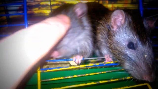 Любопытные крысы Дамбо / Curious Dumbo rats